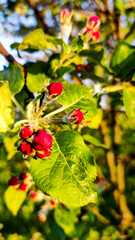 Branch with flowers and leaves of apple tree