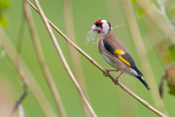 European goldfinch (Carduelis carduelis) with nesting material in its beak. Spring wildlife portrait.