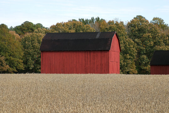 A Red Barn In An Oat Field, Located In Southern Maryland.