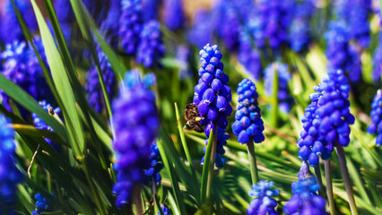 Abeille sur fleurs de muscari