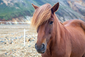 Obraz premium Icelandic horse on the background of a mountainous volcanic landscape. Iceland. tourism and nature