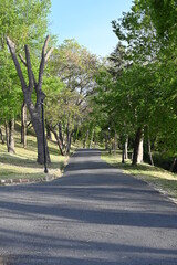 alley in the park