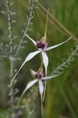 Caladenia x pectinata an attractive hybrid cross of two different parent orchids