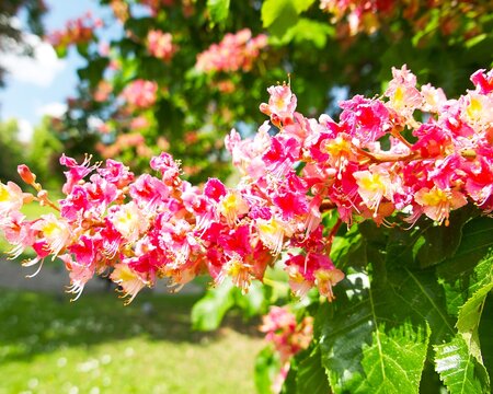 bright pink chestnut blossom in the spring