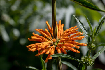 Afrikanisches Löwenohr / Leonotis Leonurus