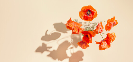 Red poppies flowers in glass vases on pastel sunlit background with shadows. Nature concept....