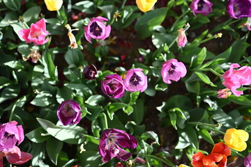 Tulip garden with variety of freshly flowers and greenery. Blooming Colorful Tulips in Spring Garden Close Up View. White, Purple, Pink, Red Fresh Tulip Flowers Arranged in Flower Bed. Nature 