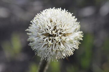 White pom pom wildflower