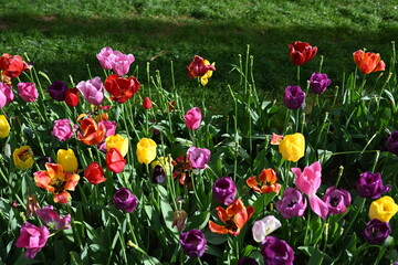 Tulip garden with variety of freshly flowers and greenery. Blooming Colorful Tulips in Spring Garden Close Up View. White, Purple, Pink, Red Fresh Tulip Flowers Arranged in Flower Bed. Nature 