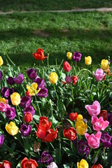 Tulip garden with variety of freshly flowers and greenery. Blooming Colorful Tulips in Spring Garden Close Up View. White, Purple, Pink, Red Fresh Tulip Flowers Arranged in Flower Bed. Nature 