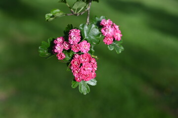 Crataegus laevigata 'Rosea Flore Pleno' Tree.A beautiful Hawthorn Tree Crimson Cloud Crataegus laevigata in full bloom in early spring with a mass of pink and white flowers. Growing in my garden 