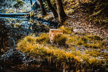 Baumstumpf am Waldsee.