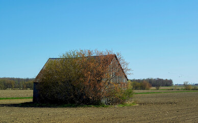 A barn which is hidden by a tree.