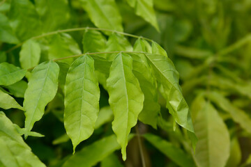 Japanese Wisteria Black Dragon