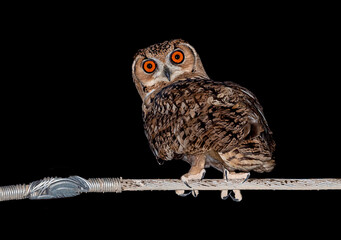 Eurasian eagle-owl (Bubo bubo) is a species of eagle-owl 