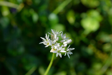 Wild garlic