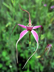 The Pink Spider Orchid grows in swampy areas in the lower south west of WA and is listed as Threatened Flora