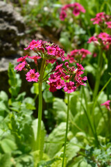 Obraz premium Japanese Primrose Millers Crimson