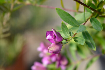 Myrtle-leaf milkwort