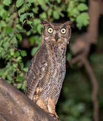 Arabian Eagle-Owl