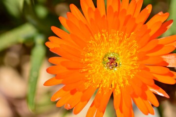 Detalle de una flor de lampranto naranja, Lampranthus aurantiacus, en un jardín en primavera