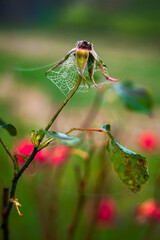 Morning dew on spider web intertwining a withered flower.