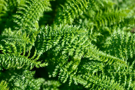 Fern-leaf dropwort