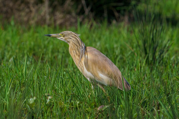 Squacco Heron (Ardeola ralloides) walking through the grass