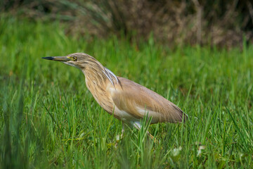 Squacco Heron (Ardeola ralloides) walking through the grass