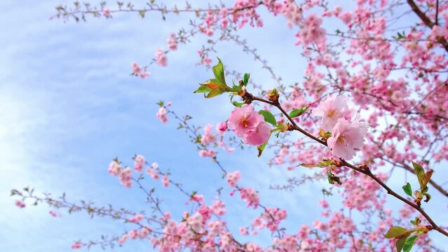 Blooming sakura branch is swaying in wind. Close up of soft pink flowers. Blue sky background. Floral bokeh. Japanese cherry blossoms bloom. Travel to Asia. Postcard view of lush flowering tree
