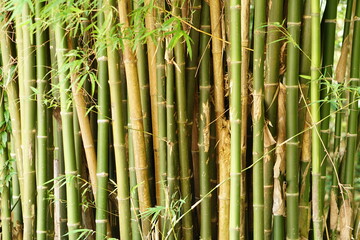 bamboo background in the forest