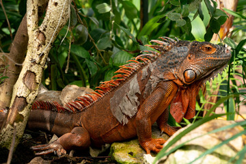 Naklejka premium orange iguana