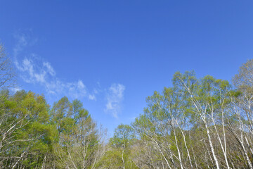 新緑の高原と青空