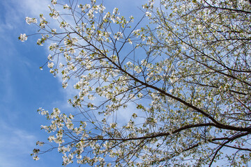 Wild cherry blossoms 