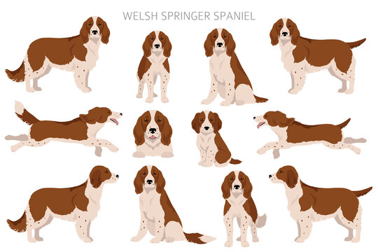 Welsh Springer spaniel clipart. Different poses, coat colors set