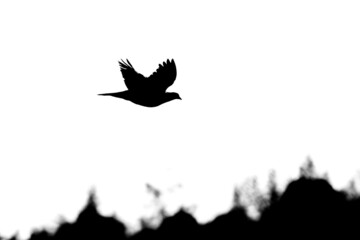 Black silhouette of flying pigeon, white background