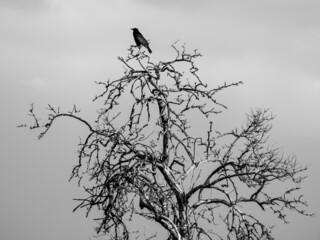 Raven on the top of dry tree, black white picture