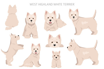 Obraz na płótnie Canvas West Highland White Terrier clipart. Different poses, coat colors set