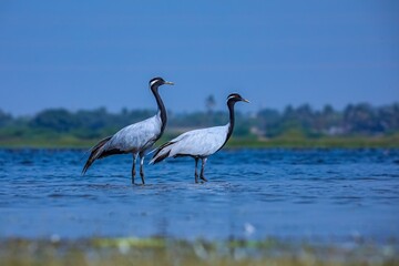 Demoiselle cranes, Crane birds, Demoiselle crane, Grus virgo, Pair of demoiselle cranes.