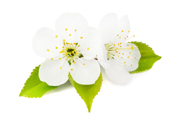 Fresh cut out cherry flowers on white background with green leaf for design.