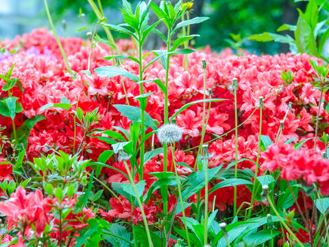 Colorful flowers