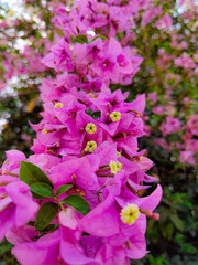 pink flowers in the garden