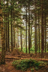 Fototapeta premium autumn forest in the morning