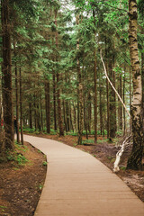 empty road in the forest