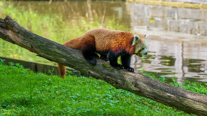red panda in the woods