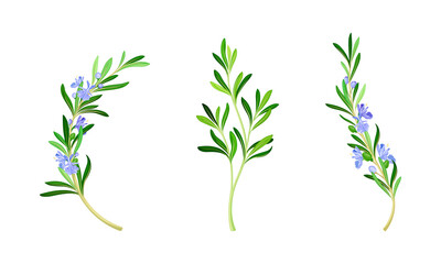 Collection of rosemary plant flowering twigs. Fragrant spice herb vector illustration