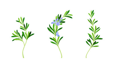 Collection of rosemary plant twigs. Fragrant spice herb sprigs with green leaves vector illustration