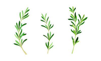Rosemary plant twigs. Fresh aromatic herb sprigs with green leaves vector illustration