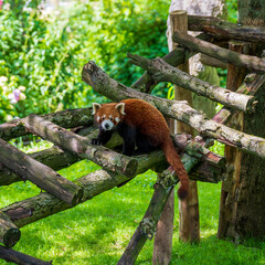 red panda in tree