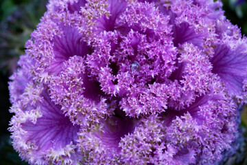 Chidori kale ornamental cabbage with water drops morning dew